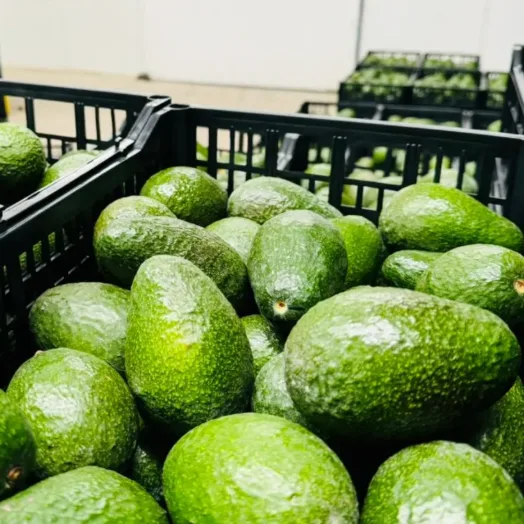 Caja de aguacate Hass ya separado por tamaño y por clase.