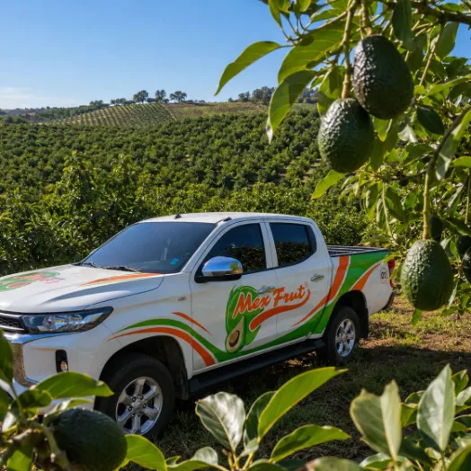 Vehículo de Mexfrut entre árboles de aguacate Hass en un huerto de Jalisco.