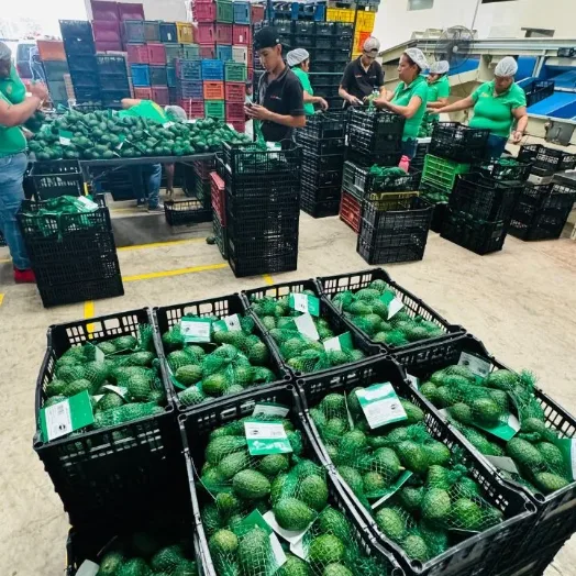 Aguacate Hass acomodándose en malla y en caja sobre la línea de empaque.