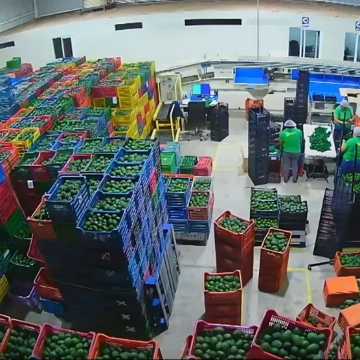 Interior de la planta con cajas de aguacate Hass en cola para selección y calibrado.