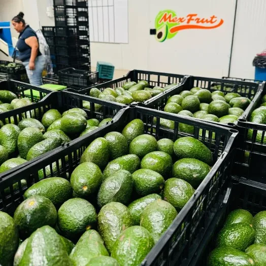 Cajas de aguacate Hass en la zona de recepción, recién descargadas del campo.