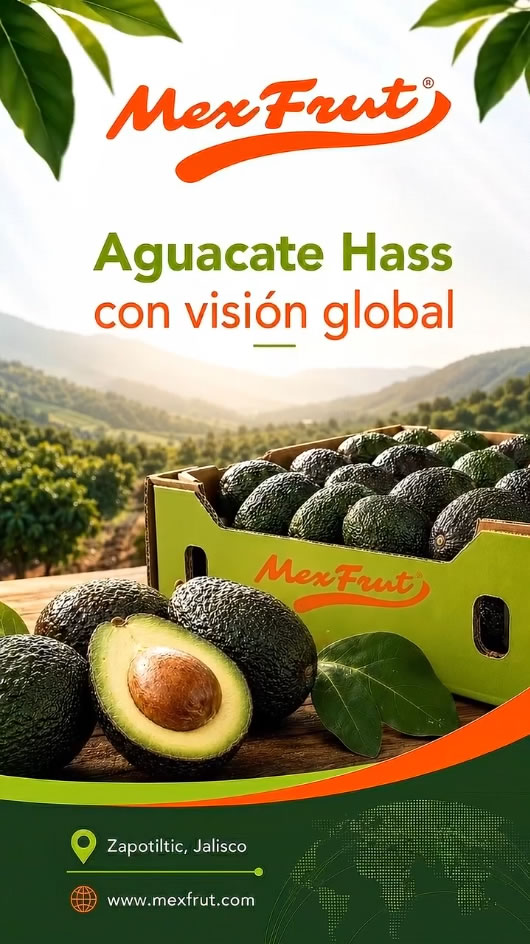 Fruta avanzando por la banda de clasificación en la planta de Zapotiltic.