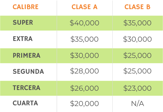 Precios del aguacate Hass