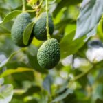 Aguacate Hass mexicano listo para exportación – Mexfrut