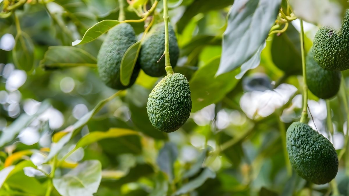 Aguacate Hass mexicano listo para exportación – Mexfrut