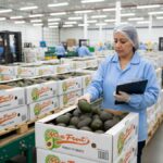 En Mexfrut garantizamos la trazabilidad y control de calidad del aguacate Hass mexicano, asegurando frescura, certificaciones y confianza en cada exportación.