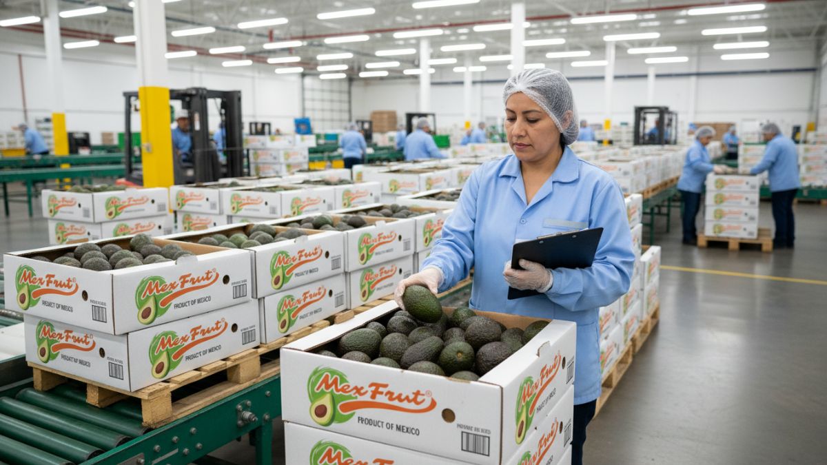 En Mexfrut garantizamos la trazabilidad y control de calidad del aguacate Hass mexicano, asegurando frescura, certificaciones y confianza en cada exportación.