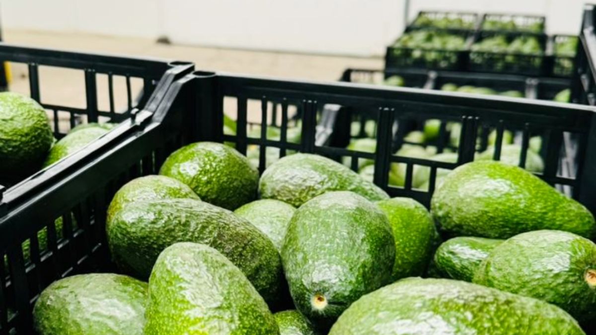 Buenas prácticas postcosecha para aguacate Hass: procesos, control de calidad y manejo adecuado para exportación con frescura garantizada por Mexfrut.