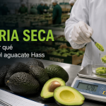 Medición de materia seca del aguacate Hass en control de calidad Mexfrut