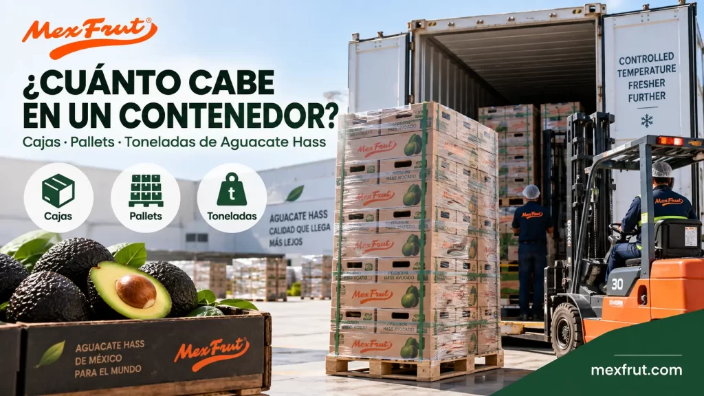 Contenedor reefer con pallets y cajas de aguacate Hass para exportación Mexfrut