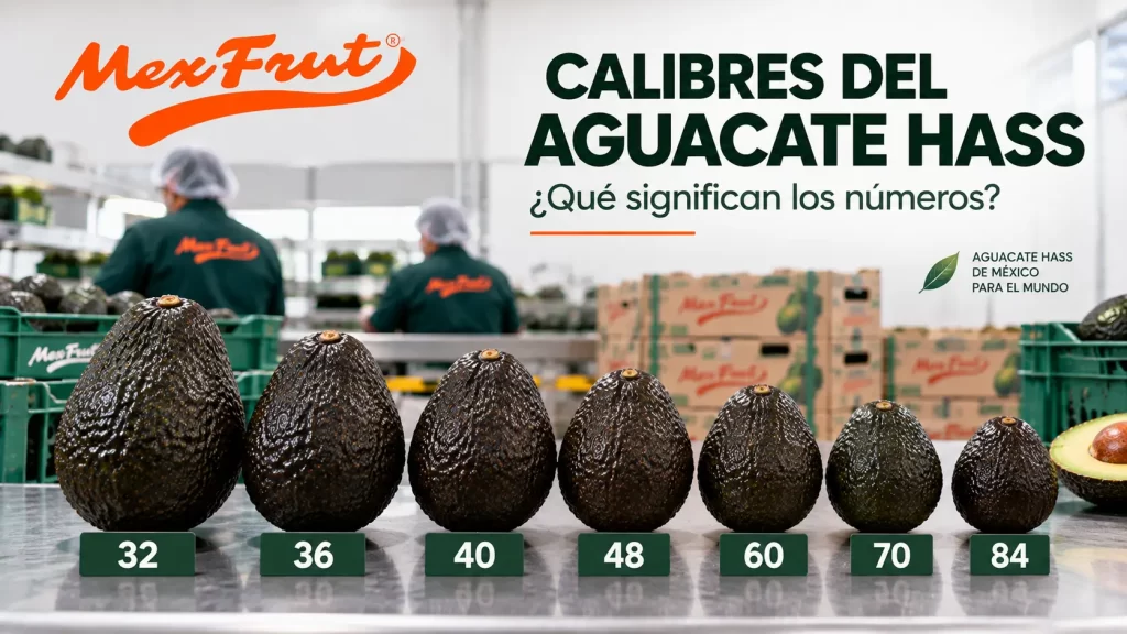 Calibres 32 36 40 48 60 70 y 84 de aguacate Hass Mexfrut