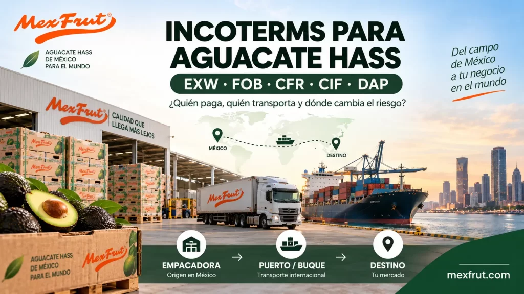 Incoterms EXW FOB CFR CIF y DAP para exportación de aguacate Hass Mexfrut