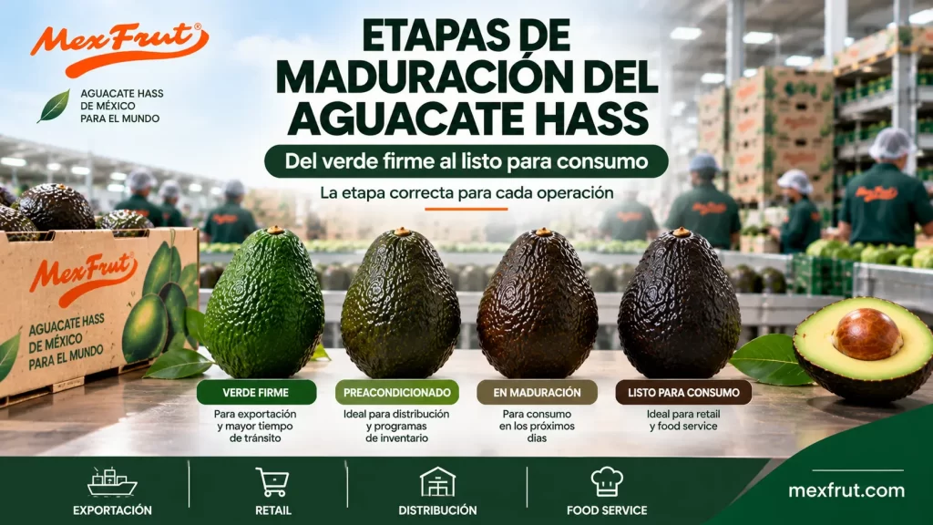 Etapas de maduración del aguacate Hass desde verde firme hasta listo para consumo