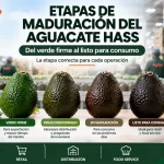 Etapas de maduración del aguacate Hass desde verde firme hasta listo para consumo