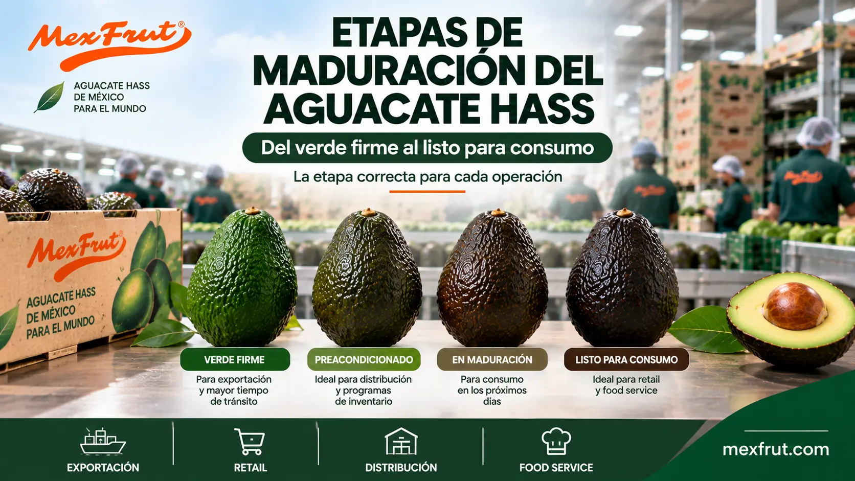 Etapas de maduración del aguacate Hass desde verde firme hasta listo para consumo