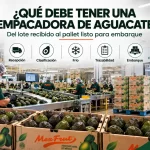 Empacadora de aguacate Hass con selección clasificación cuarto frío y paletizado Mexfrut