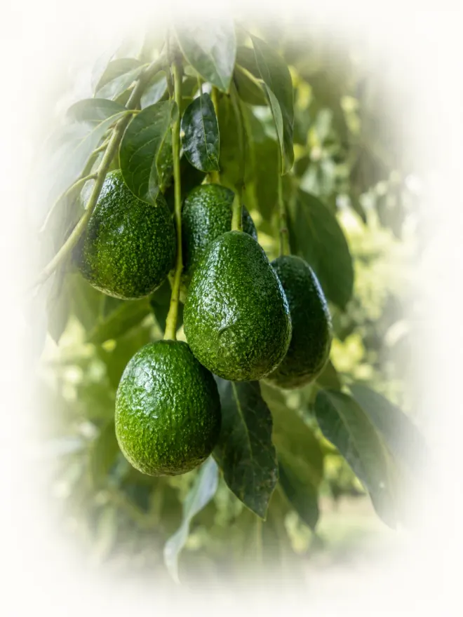 Aguacates Hass madurando en el árbol, huerto MexFrut en Jalisco