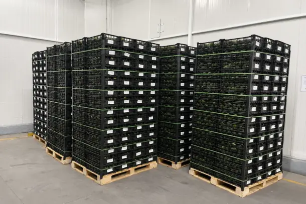 Área de paletizado de la empacadora Mexfrut: pallets de exportación con arpillas de aguacate Hass flejadas y etiquetadas por lote