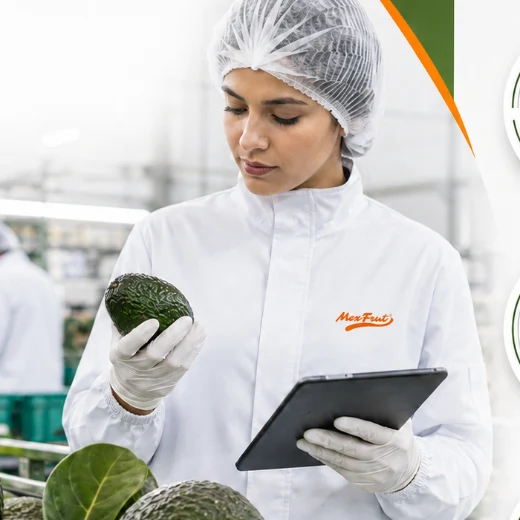 Inspección de calidad de aguacate Hass en empacadora certificada MexFrut