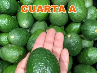 Calibre Cuarta A de aguacate Hass Mexfrut sostenido en mano para comparar tamaño