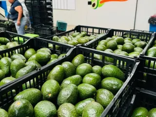 Arpillas con aguacate Hass recién recibido en el interior de la empacadora