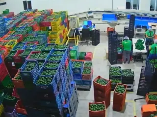 Aguacate Hass en arpillas frente a la cámara de frío de la empacadora