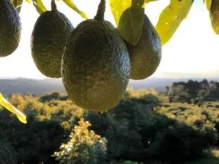 Aguacates Hass madurando en el árbol en un huerto de Michoacán