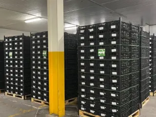 Pallets de arpillas de aguacate almacenados en la empacadora