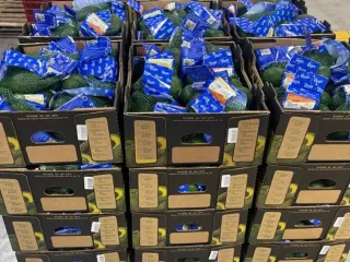 Aguacate Hass en malla y caja de retail listo para distribución