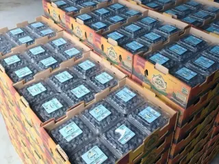 Cajas de arándano de exportación estibadas para embarque