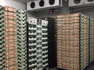 Cuarto frío con pallets de cajas de aguacate Hass listos para exportación