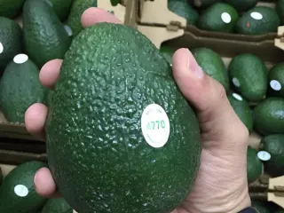Aguacate Hass calibre grande con etiqueta PLU 4770 en mano