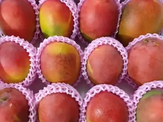 Caja de mango de exportación protegido con malla individual