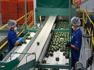 Mexfrut Productores y Comercializadores