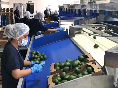 Mexfrut Productores y Comercializadores